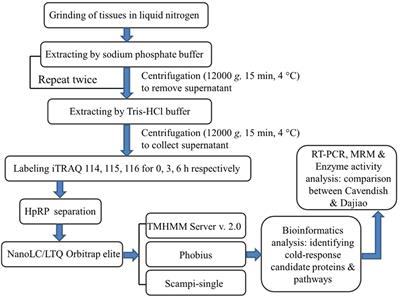 Early Cold-Induced Peroxidases and Aquaporins Are Associated With High Cold Tolerance in Dajiao (Musa spp. ‘Dajiao’)